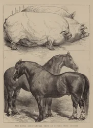 La exposición agrícola real en Oxford, animales premiados